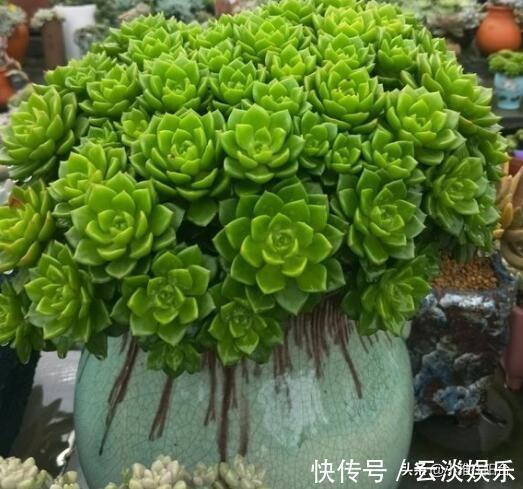 根系|栽种多肉前,这1步不能缺,做到后服盆更快,长得肥,状态美!