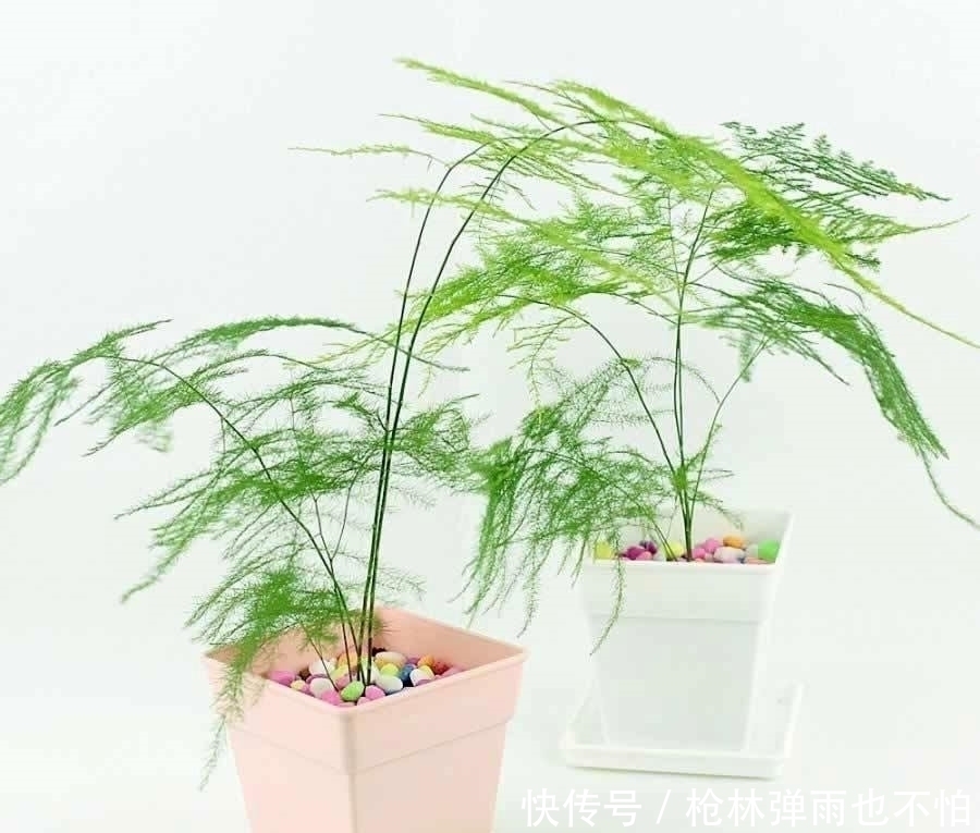 文竹叶子|文竹黄叶不要急，给它一点“甜头”，叶片绿油油