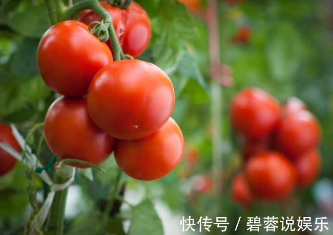 叶酸|西红柿和此物一起煮，让你告别大肚子和便秘，皮肤滋润有弹性