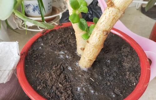 土壤|养花常浇1种水,不用年年换盆,土壤松软,10年不黄叶!