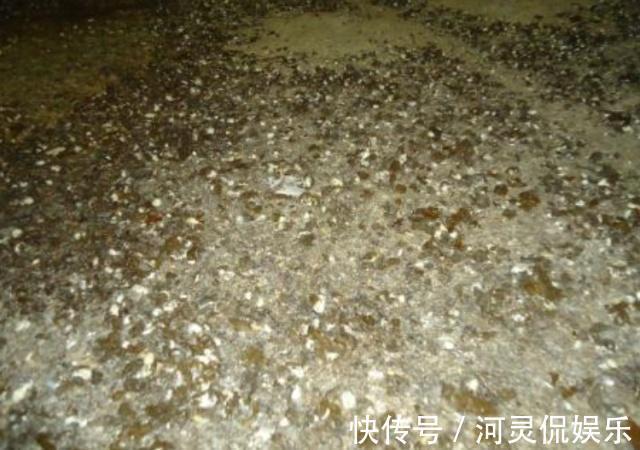 陶粒|这3种“黑石头”,往盆里丢一点,养啥花都旺