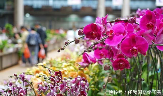 北京开了第一家绿植花卉大超市，就在南三环边上明码标价新鲜实惠