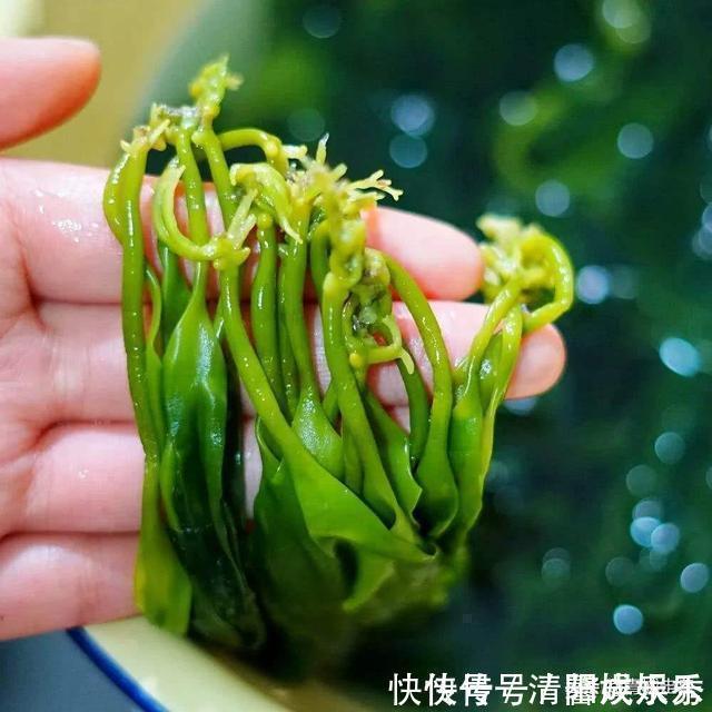 海带苗|建议中老年人:别舍不得花钱!多吃下面这些食物,营养美味气色好