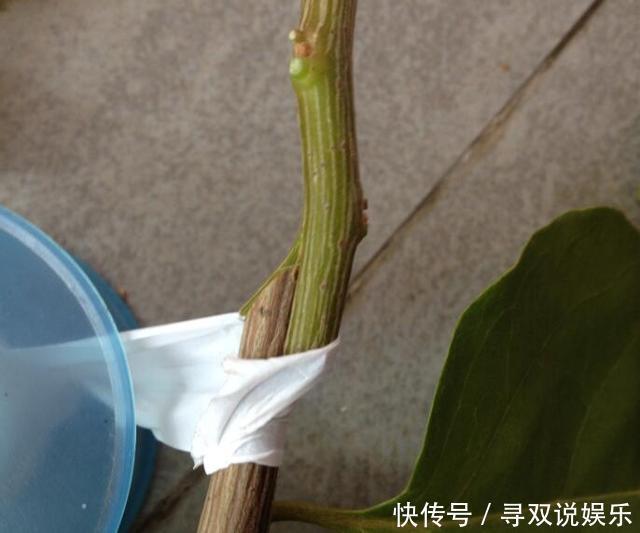 接穗|高手的扦插玩法,把以下三角梅养得这么好,只见开花不见叶