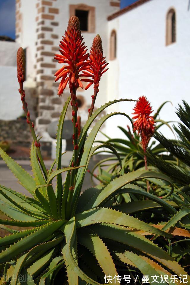 花友|如果你家芦荟长“小尾巴”,别剪掉,请珍惜,比较少见