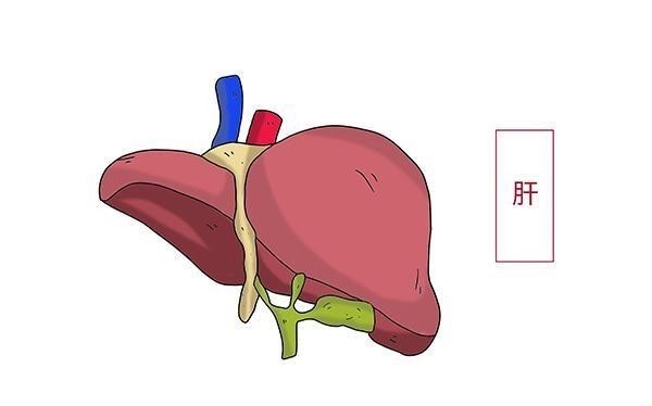 肝气|养肝就是养命,肝的“救星”来了,经常吃点,肝血充足,肝气更顺