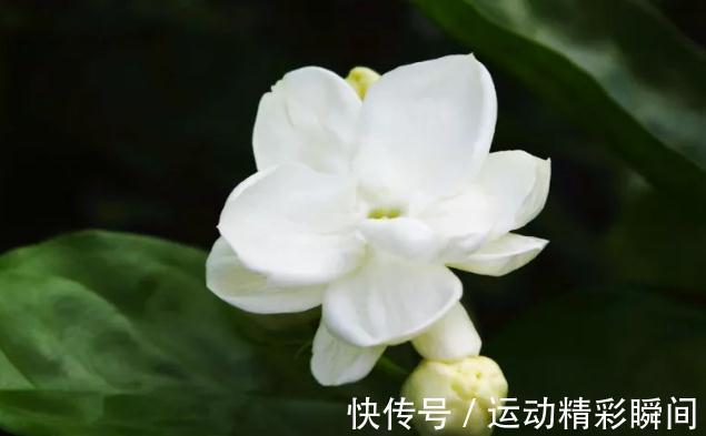 农历九月二十三霜降后,养什么花?以下3种花,前程似锦红红火火