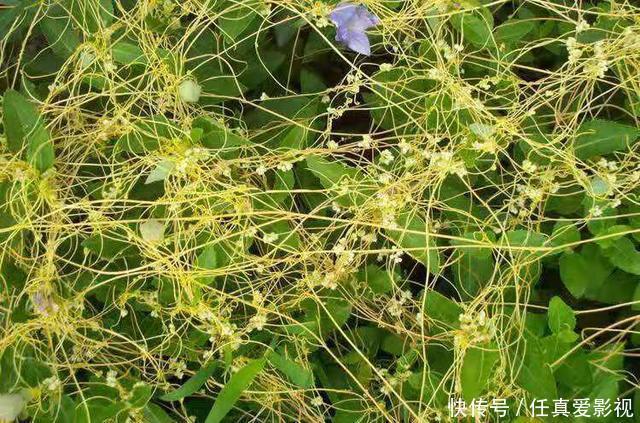这种野草是寄生植物,藤条满山爬,价值珍贵作用多,人称黄丝藤