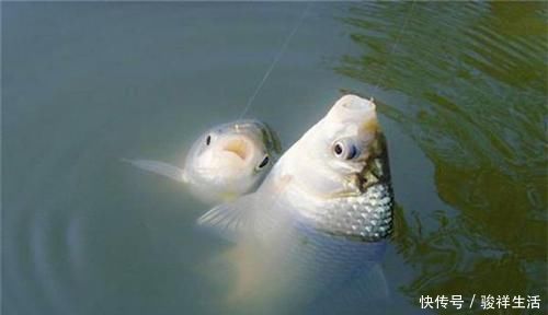 钓灵|鱼口轻,更要认真选浮漂,满足几个特点,能让浮漂动作更大!