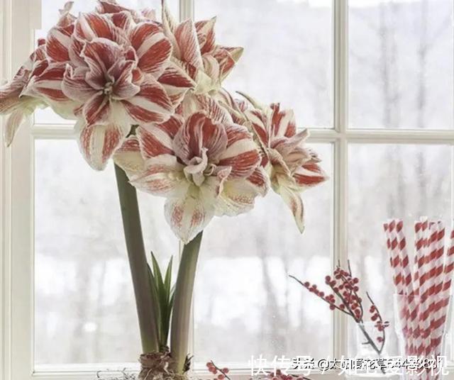 角堇|冬天要懒养的8种花,懒一点浇水开花多