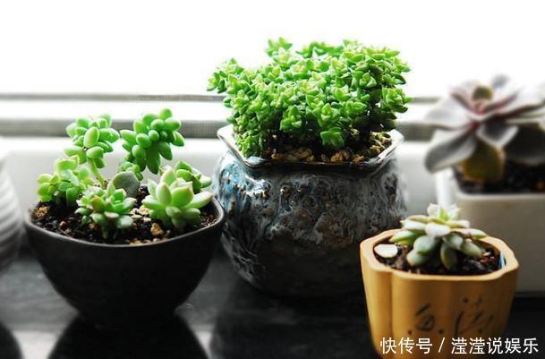 立春前后给植物换盆,抓牢这3细节,后期才能够快速服盆