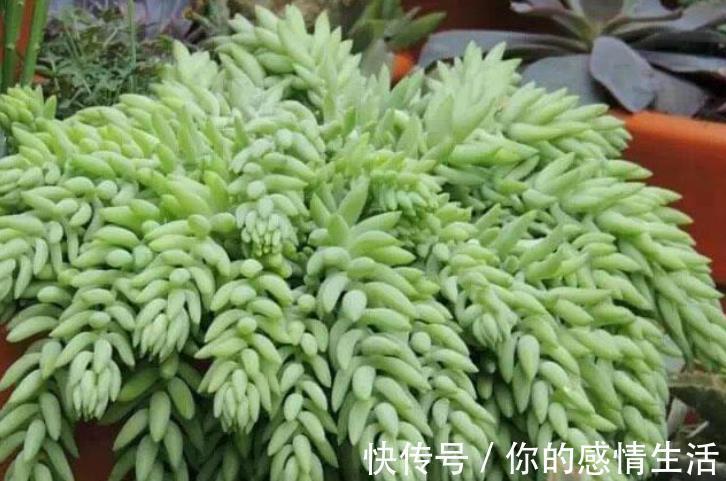 叶片|刚开始接触多肉选这“6种”,皮实耐养不易死,养出状态也很美!