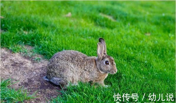 差别|生肖兔出生那个月命最好，命运居然差别那么大！属兔的进来看