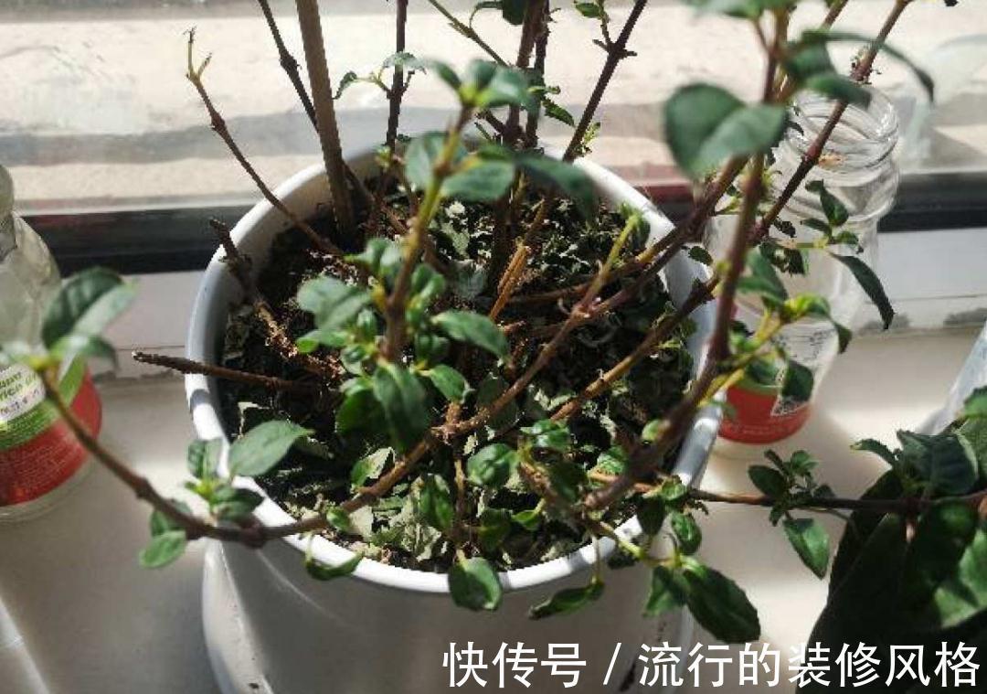 黄叶|养花“黑名单”实在太难养,心累