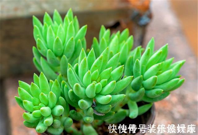 景天科|这“三多肉”不怕热,三伏天正常“补水施肥”,咕噜冒崽挤满盆