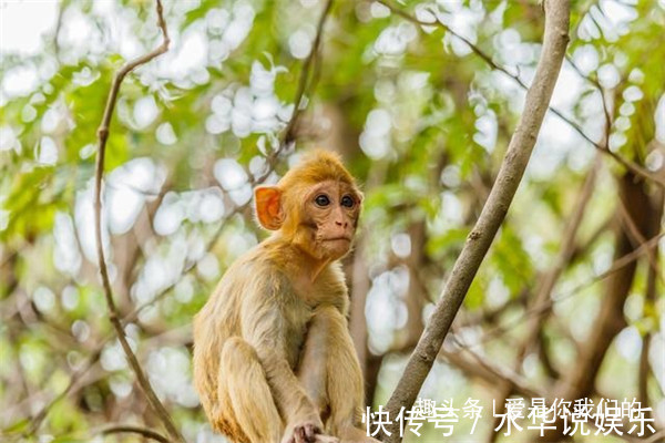 活得潇洒|40岁、52岁的属猴人后半生宿命，身边有属猴的人吗请转给他！