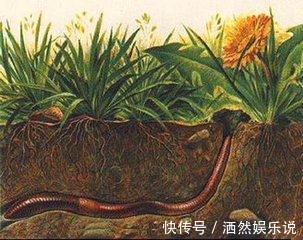 草木灰|不花钱的“肥料”遍地都是,捡回家养花,花盆抓一把,砰砰开爆盆