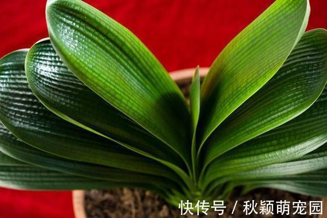 盆栽|为什么盆栽君子兰长势不佳?找准这3方面原因,叶片突突长不停