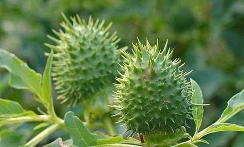 农村这种果子被称为“刺苹果”，全身长满刺，却有剧毒不能吃