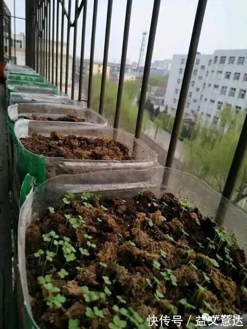 邻居李爷爷,用一堆垃圾养花,不到一年,阳台变成小花园!