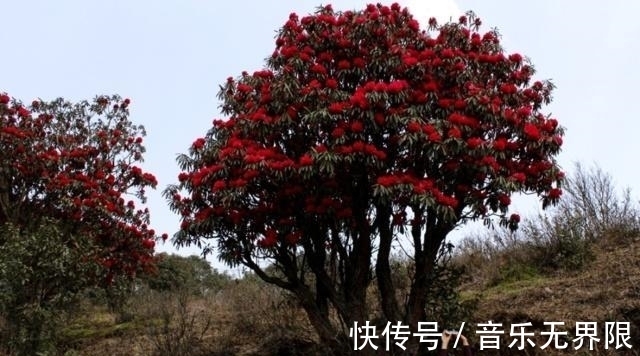 面包|世界上最牛的5棵树,1棵常在电影里出现,一棵在中国,你见过吗
