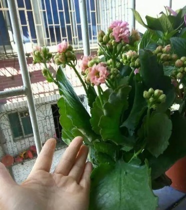 长寿花的养护绝招,这样养叶片长得比手掌还大!