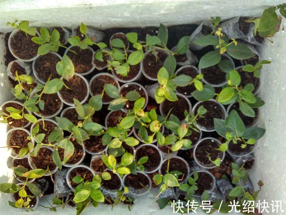 大粗杆插土里,7天生根,当年结果压弯枝,不用买水果了!