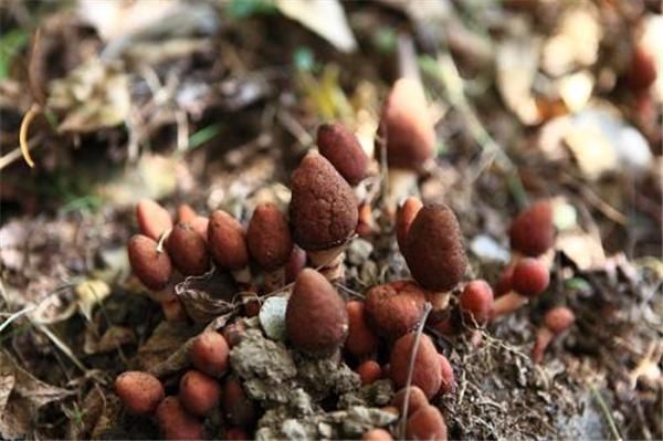 中华草本|常被误认有毒,如今不少人去采摘,一斤12元,农民太疯狂了