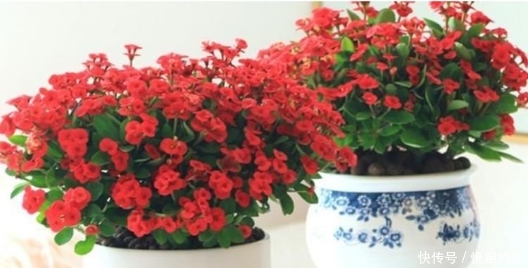 4种便宜花,阳台养几盆,一开就是300天,花开娇艳美不胜收