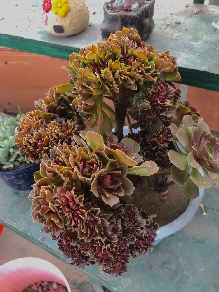 白月影|多肉小白三年励志对比养自己的花,爱自己的宇宙!