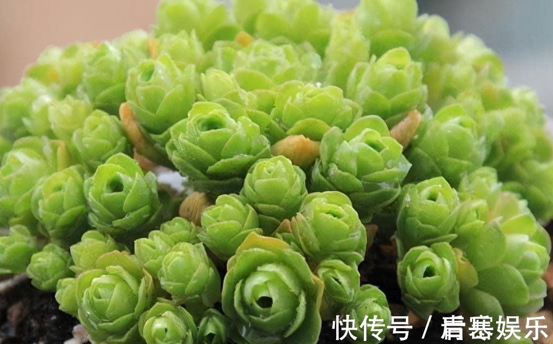 品种|张大哥养肉10多年,总结出4个“耐热品种”,肉迷都喜欢