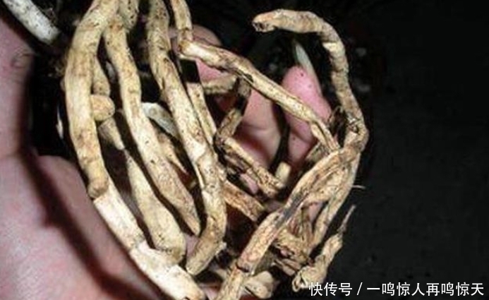 兰根|养兰花要会“看根”,看懂4个求救“信号”,长势旺,开花勤!