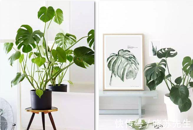 入秋之后，家中养这些绿植，对身体健康有益，比健身效果还好