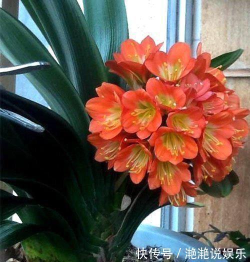 新芽|8月给君子兰换盆要谨慎，“3个方面”要留意，天冷猛开花，长新叶