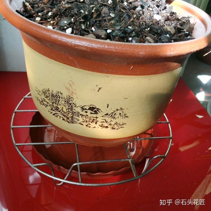 养花总是“烂根”,学会4个“科学”方法,家里绿植“嗖嗖长”