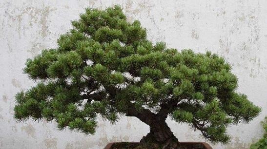 富贵人家爱摆“6种花”,不仅外形美,还越养越值钱,再贵也要买!