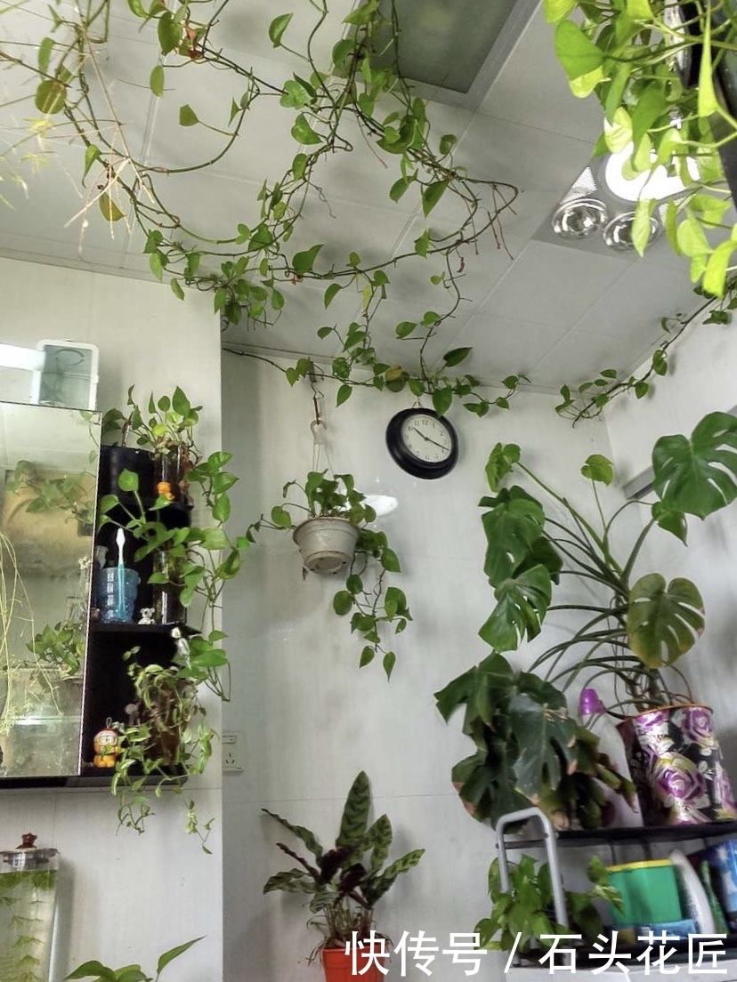 水分|卫生间“潮湿、有异味”?养上6种花草,干净又清新