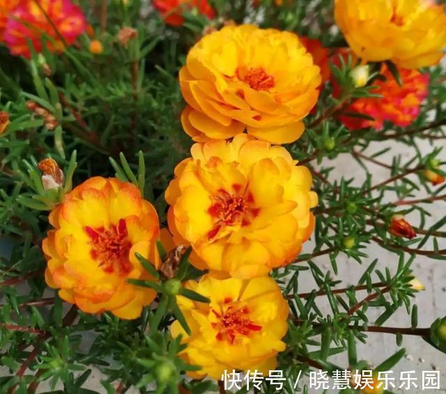 九种“养不死”的花，绿萝只能排最后一名，再养不活只能买假花了