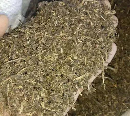 4种垃圾不会分类别担心,埋在花盆底,叶子绿得直滴油!