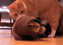 |搞笑动图:这是个什么怪东西,接我一掌!