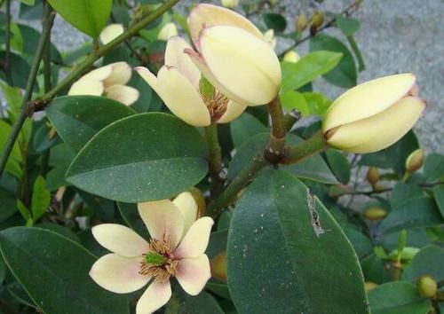 养花试试这几款，花色多样，耐人欣赏,满室飘香