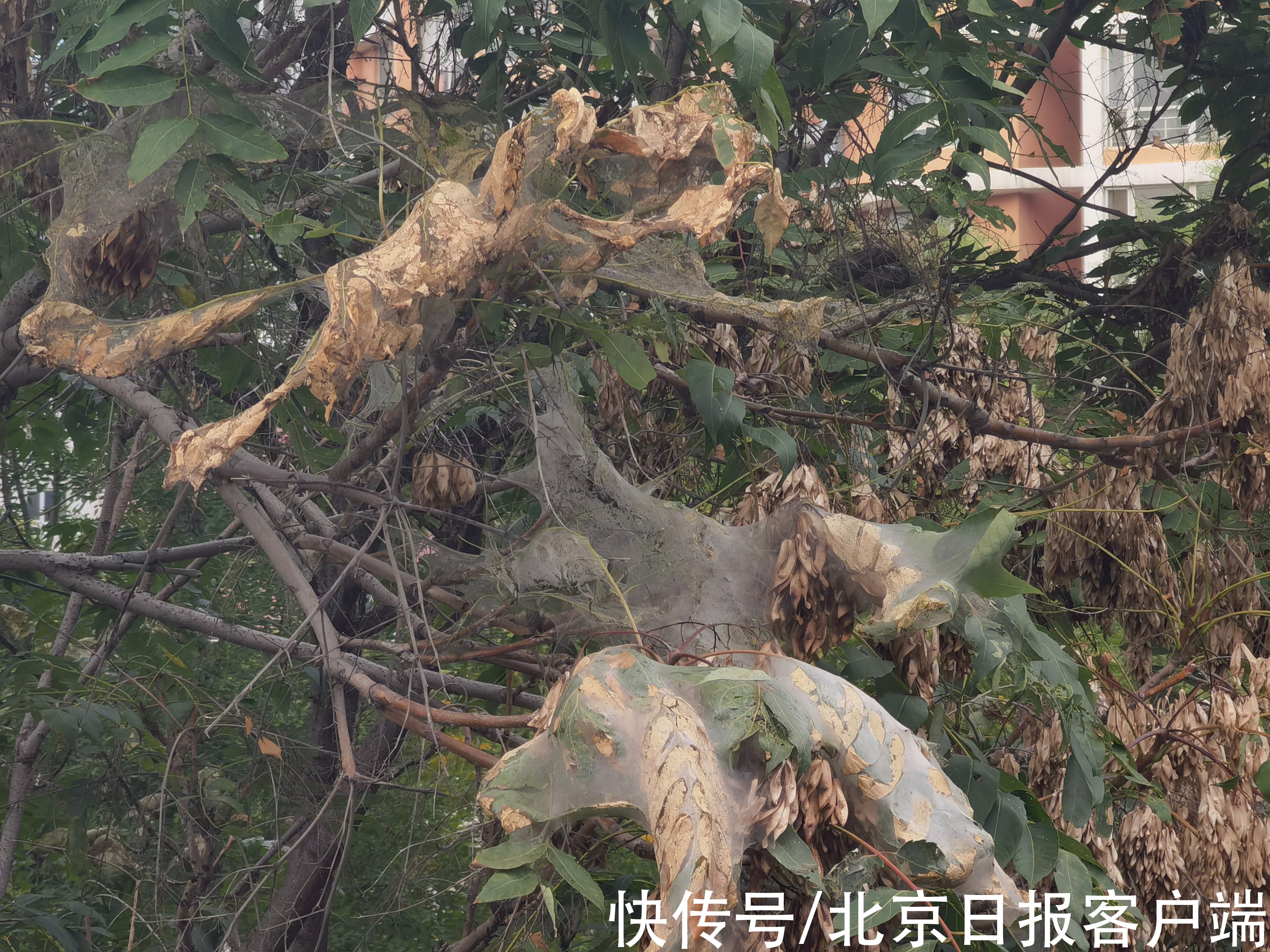 树木|触目惊心!北京望京北小河树木遭遇美国白蛾,有树整株被吃光