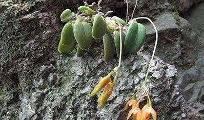 药用价值|山上一植物，俗称“金枣”，一斤能卖60元，十分珍贵，遇见请重视