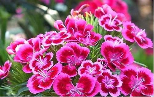 几种花卉美过玫瑰,一年四季花开不停,花香四溢,开满阳台