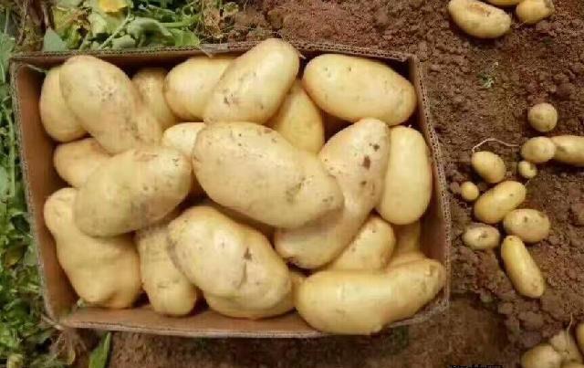 健脾|中年人想长寿,3种食物经常吃,养胃健脾,排毒清肠,营养又瘦身