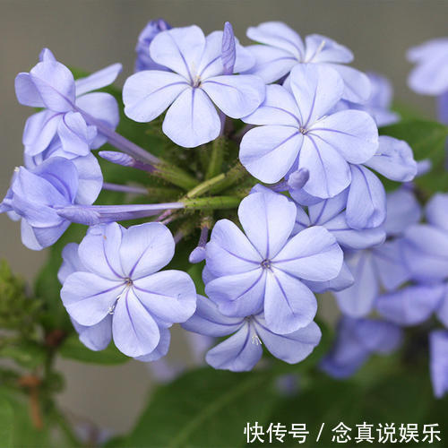 水溶液|3种花卉,真是勤奋的“好孩子”,整个夏天都在开,花苞比拳头