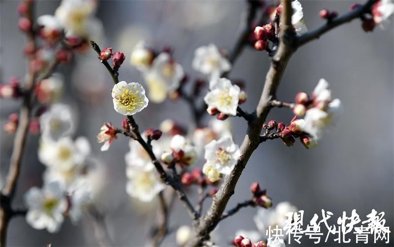 复原|南京600多岁古梅绽放，复原明代玄武湖梅花盛景