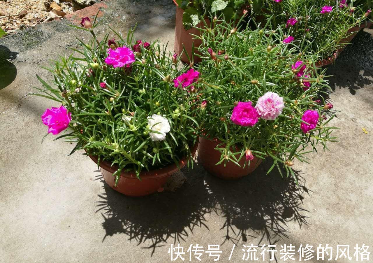 这5种植物不挑剔环境,好活又漂亮,园艺小白练手正合适