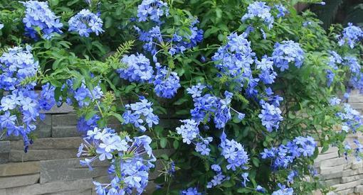 蓝雪花|喜欢养花,推荐你种这4款,耐寒又耐热,夏天开出一片花海