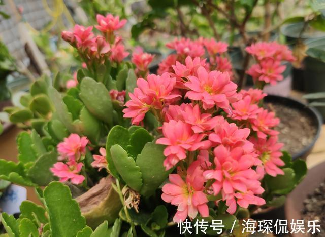 磷钾肥料|想长寿花四季开花，关进“小黑屋”，喂点“开花水”，30天开爆盆